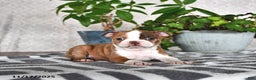Boston Terrier dogs for sale: Ryanne - Ad 1