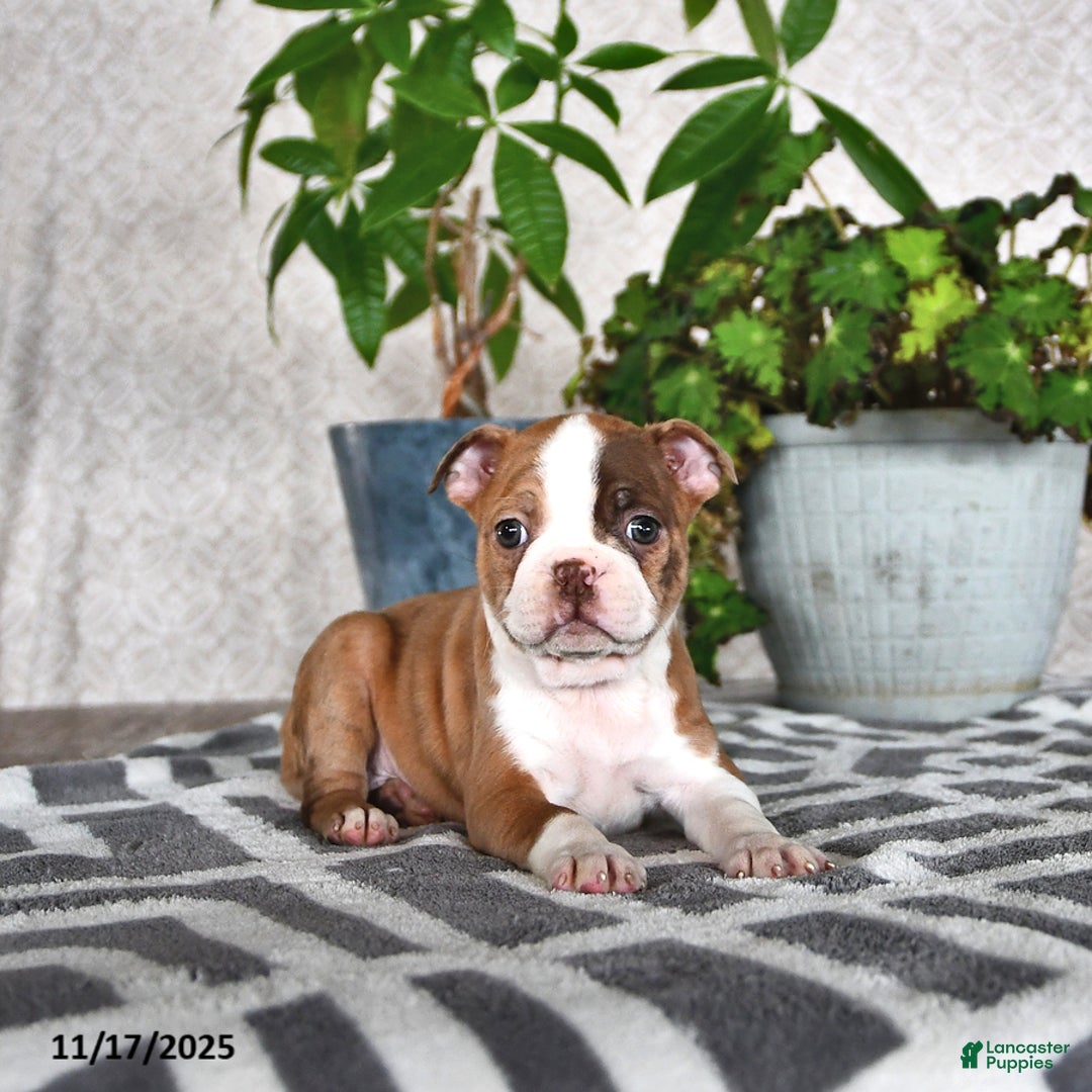 Boston Terrier dogs for sale: Ryanne - Ad 1