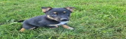 Mixed Breed dogs for sale: Max - Ad 4
