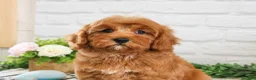 Cavapoo dogs for sale: Amore  - Ad 4
