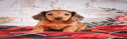 Miniature Dachshund dogs for sale: AKC-Elsa - Ad 9