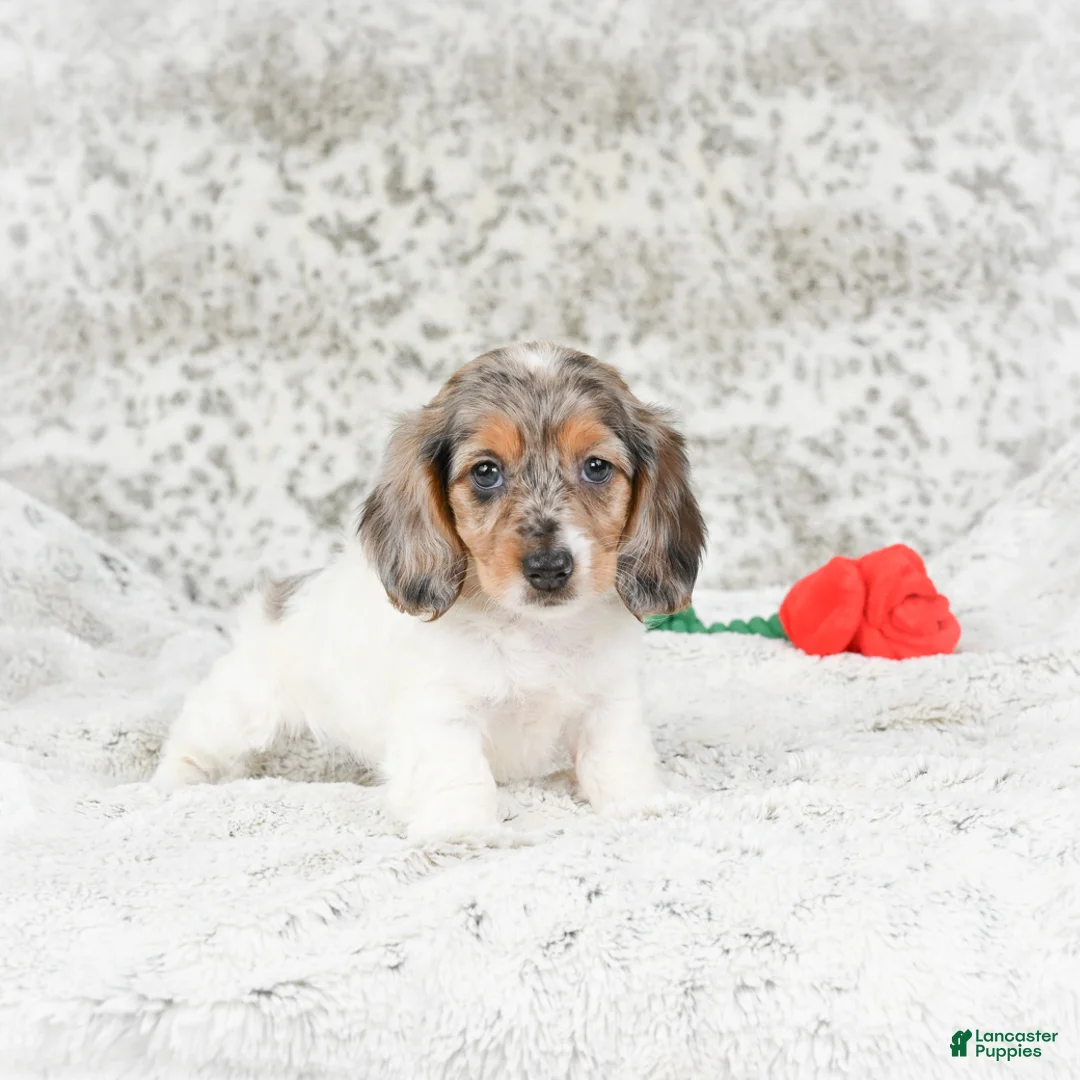 Miniature Dachshund dogs for sale: Charlotte - Ad 5