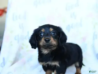 Miniature Dachshund dogs Tulip - Ad 24