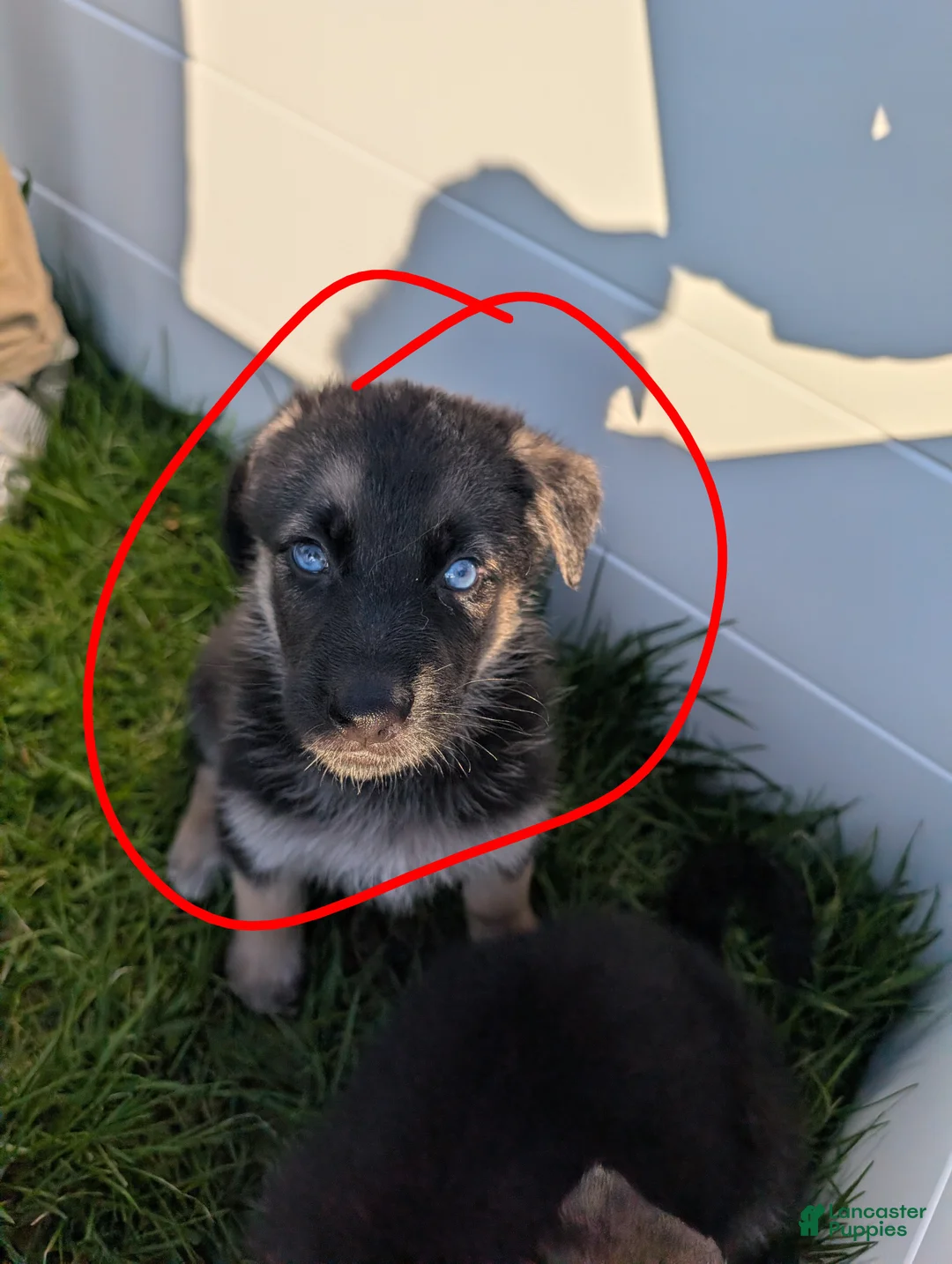 Gerberian Shepsky dogs for sale: Gerberian Shepsky Puppy 1 - Ad 1