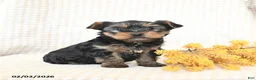 Yorkshire Terrier dogs for sale: Toby - Ad 3