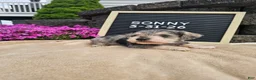 Miniature Schnauzer dogs for sale: Sunny - Ad 7
