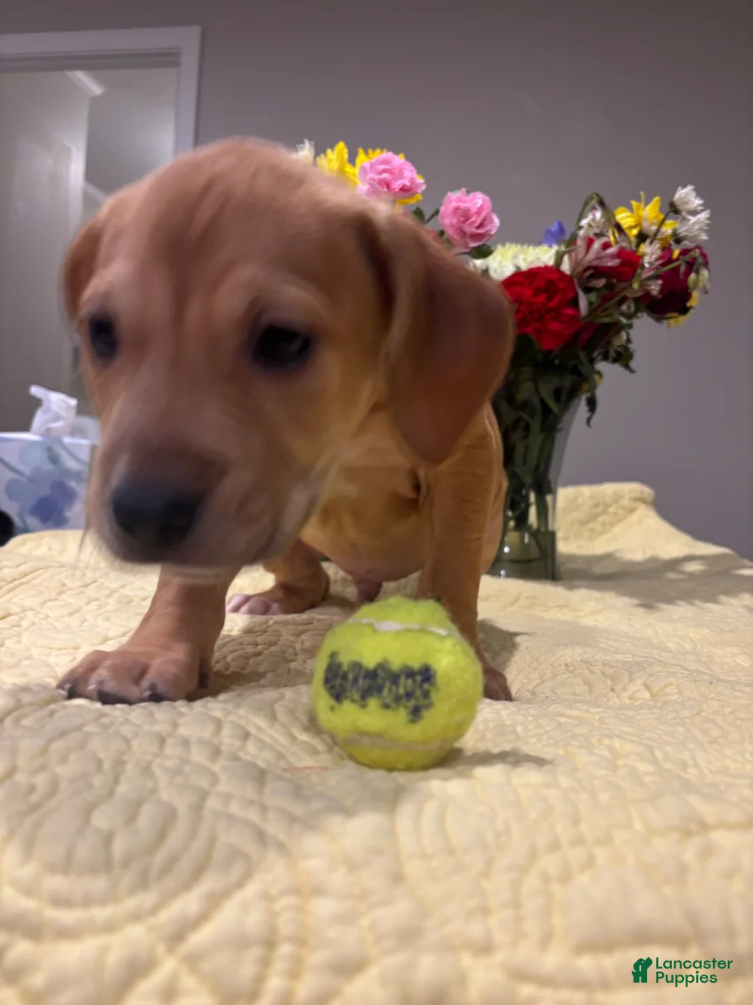 Mixed Breed dogs for sale: Indica - Ad 2