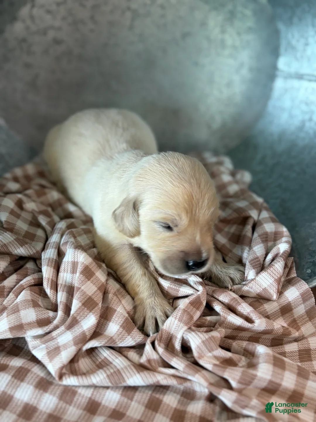 Golden Retriever dogs for sale: Golden Retriever 8 - Ad 2