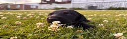 Mixed Breed dogs for sale: Scribbles - Ad 9