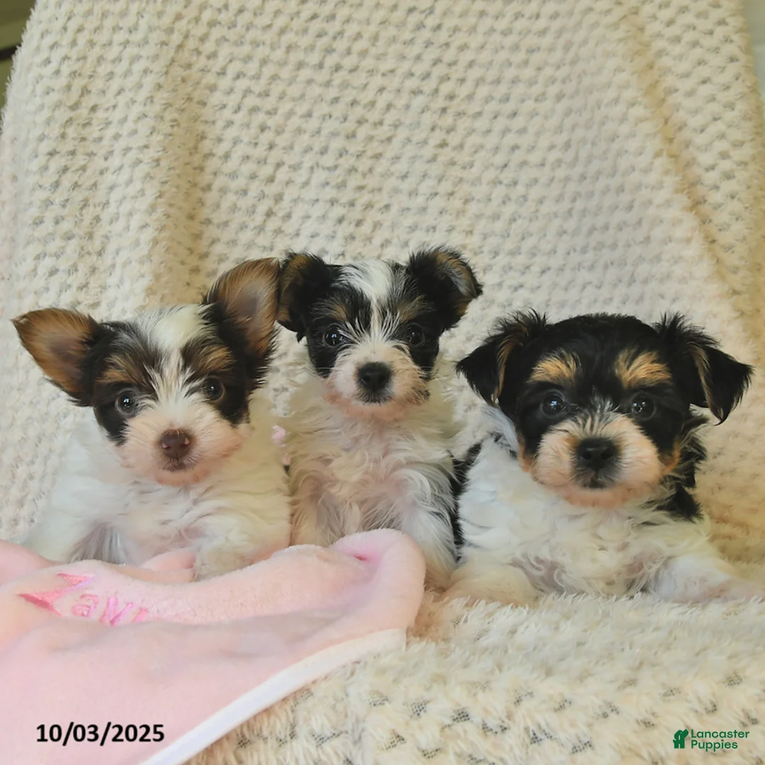 Yorkshire Terrier dogs for sale: Domino - Ad 21