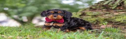 Cavapoo dogs for sale: Kai - Ad 6