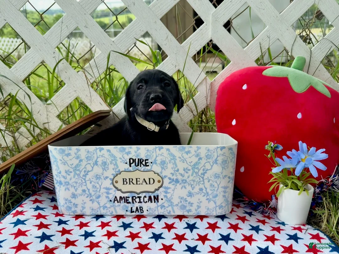 Labrador Retriever dogs for sale: Dakota - Ad 1