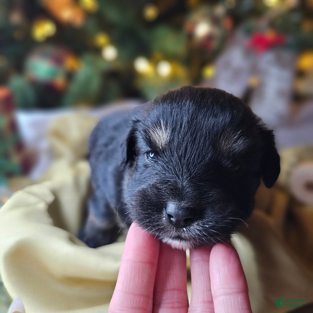 Mixed Breed dogs for sale: The Enchanted Pomalier 🐾 - Ad 26