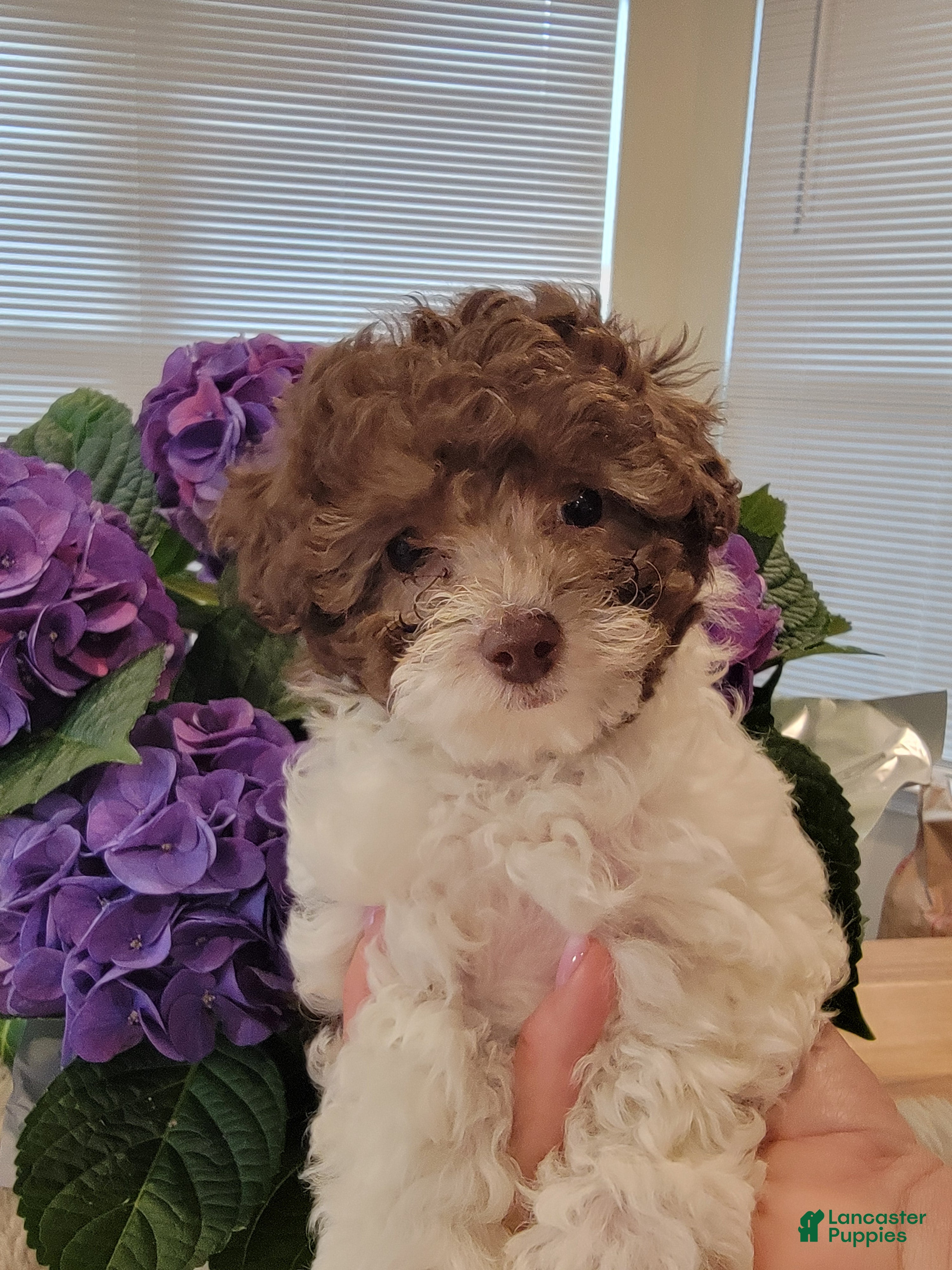 Toy Poodle dogs Toy Poodle Puppy 3 - Ad 35