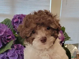 Toy Poodle dogs Toy Poodle Puppy 3 - Ad 35