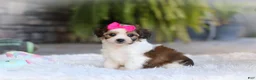 Cavachon dogs for sale: Aspen - Ad 11