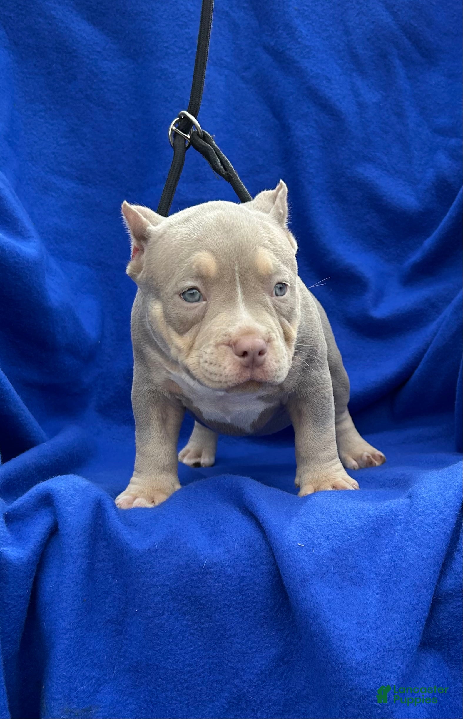 American Bully Puppies for sale in New York Lancaster Puppies