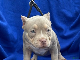 American Bully dogs - Ad 8