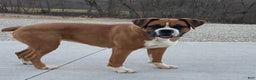 Boxer dogs for sale: Ginger - Ad 8