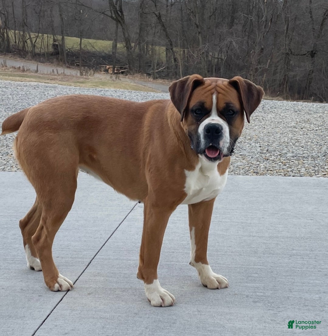 Boxer dogs for sale: Ginger - Ad 8