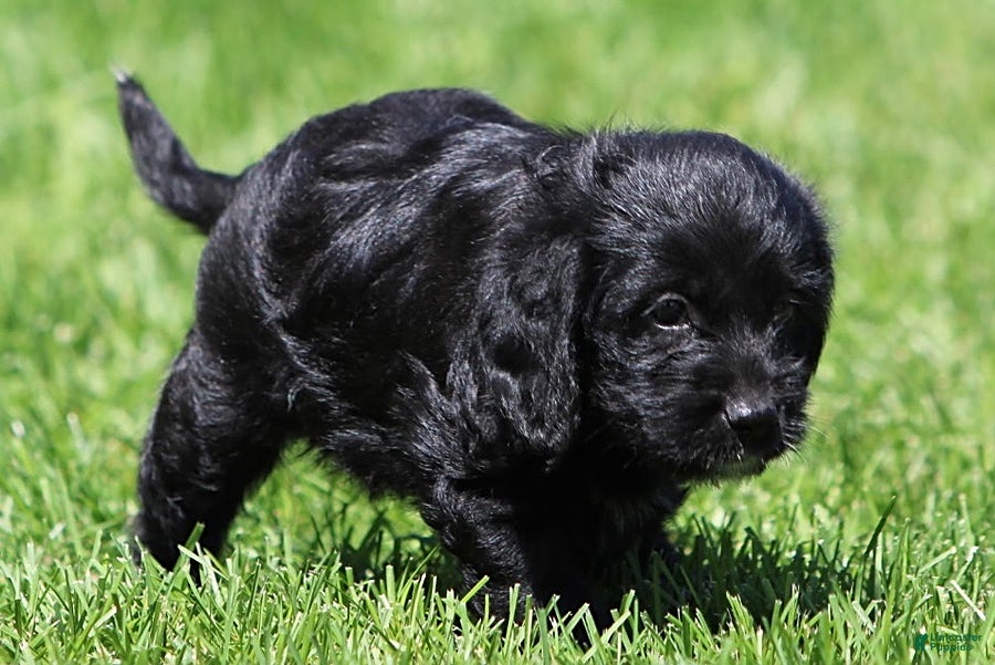 Mixed Breed dogs Brooklyn - Ad 2