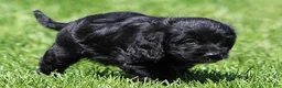 Mixed Breed dogs for sale: Brooklyn - Ad 2