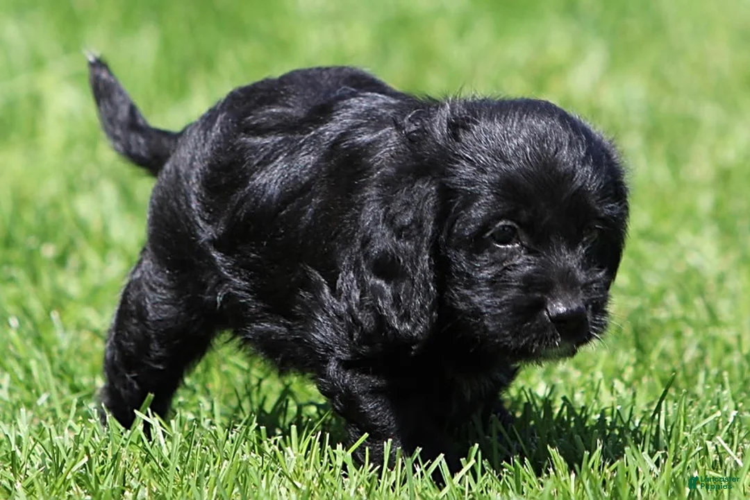 Mixed Breed dogs for sale: Brooklyn - Ad 2