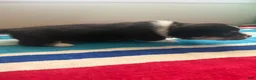 Welsh Corgi Pembroke dogs for sale: Richie - Ad 4