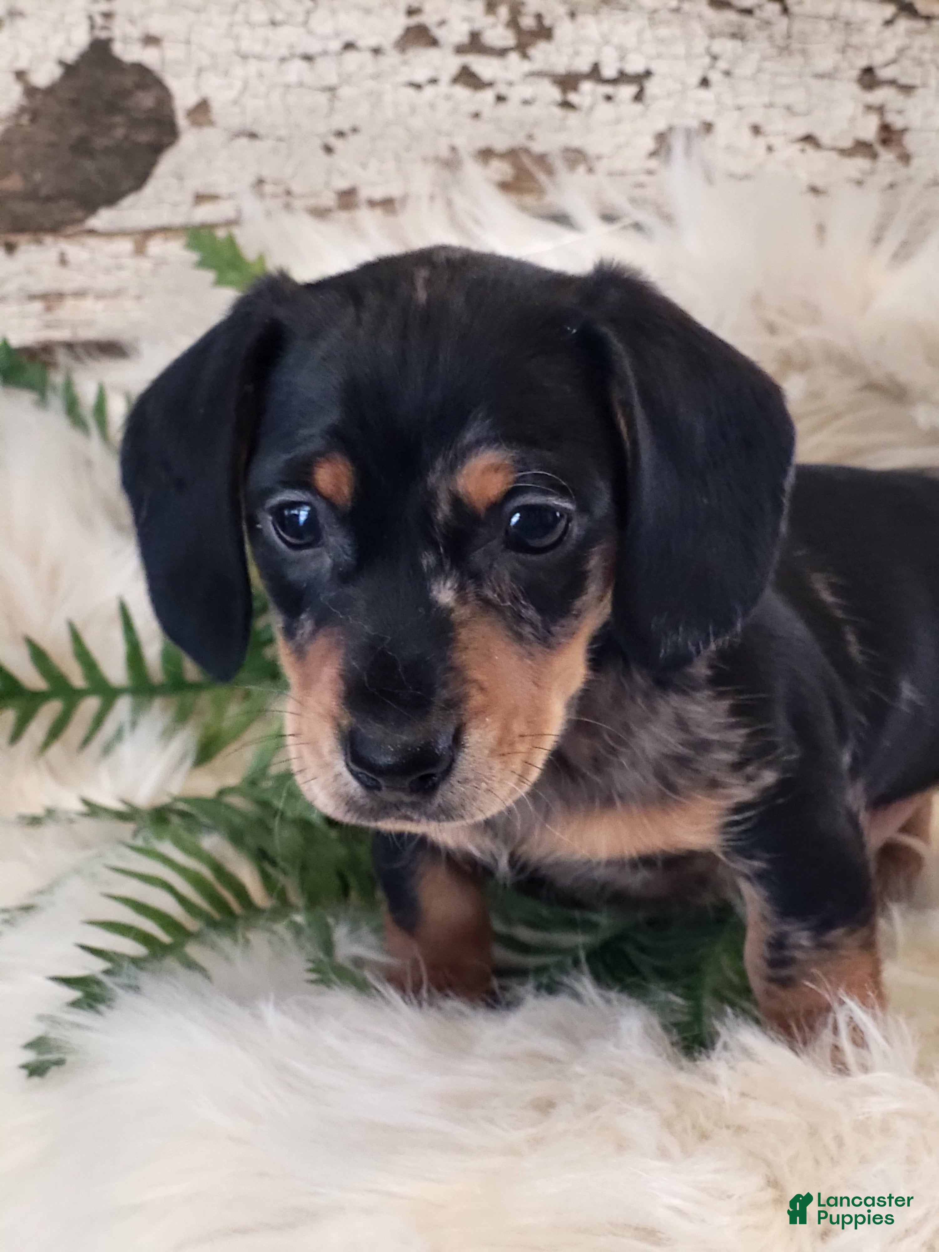 Miniature Dachshund dogs MUFFIN  - Ad 1
