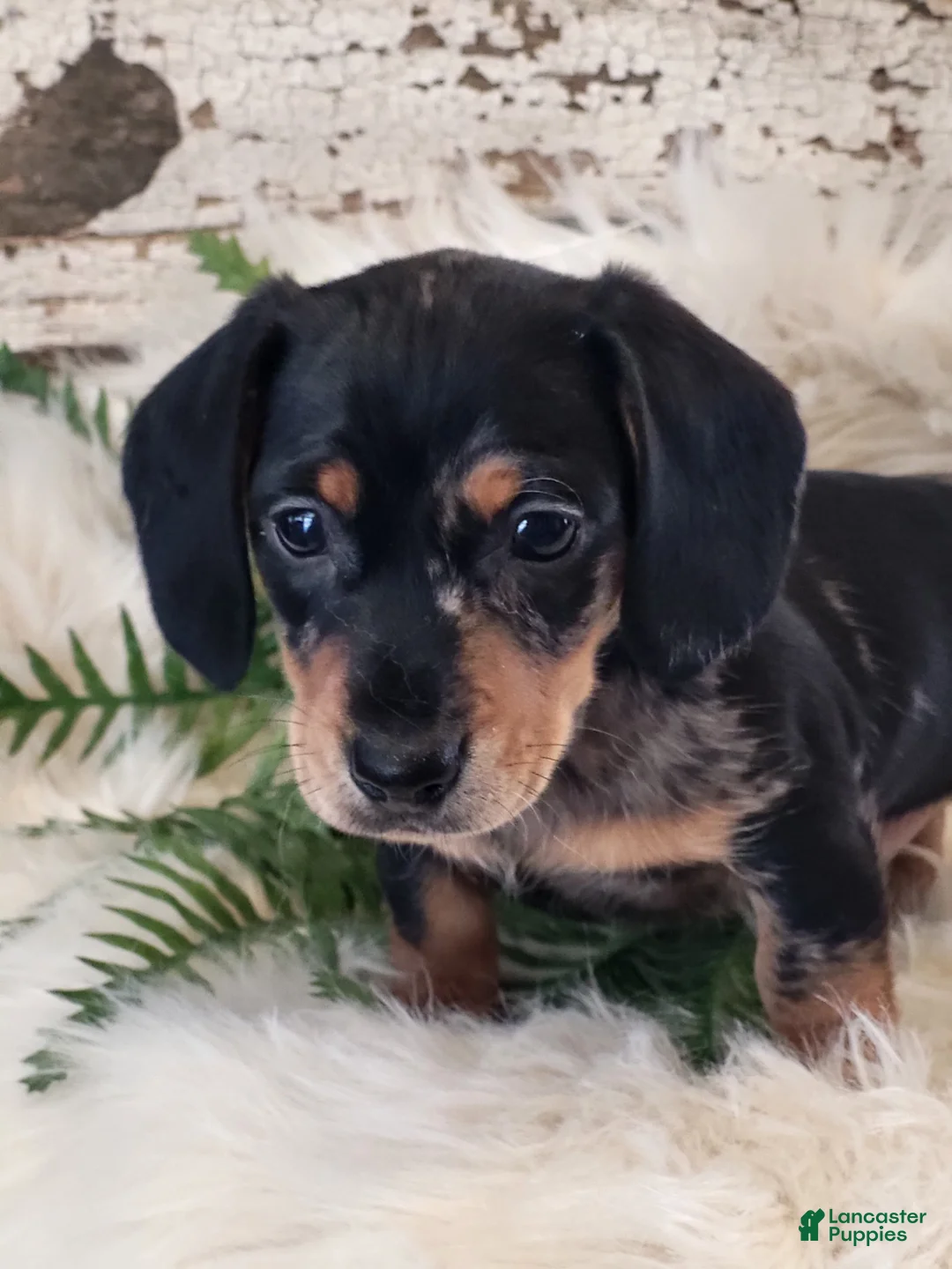 Miniature Dachshund dogs for sale: MUFFIN  - Ad 1