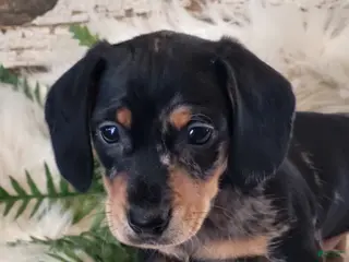 Miniature Dachshund dogs for sale: MUFFIN - Ad 2