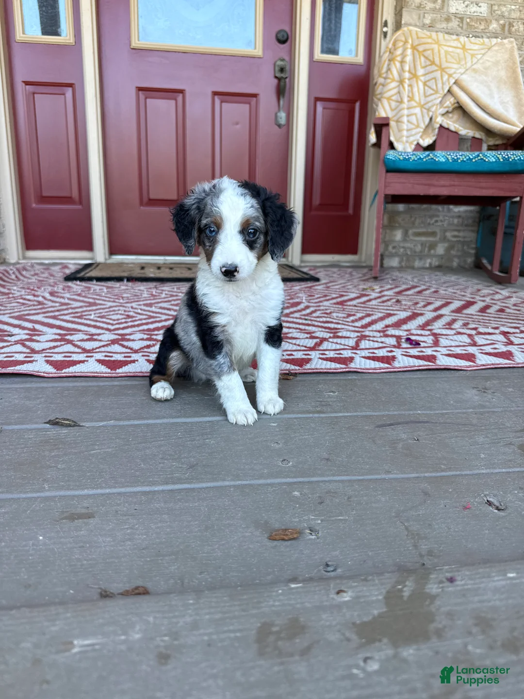 Mini Bernedoodle dogs for sale: Domino - Ad 7