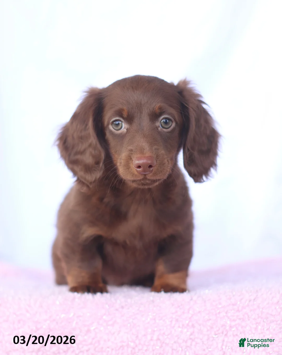 Miniature Dachshund dogs for sale: Austin - Ad 1