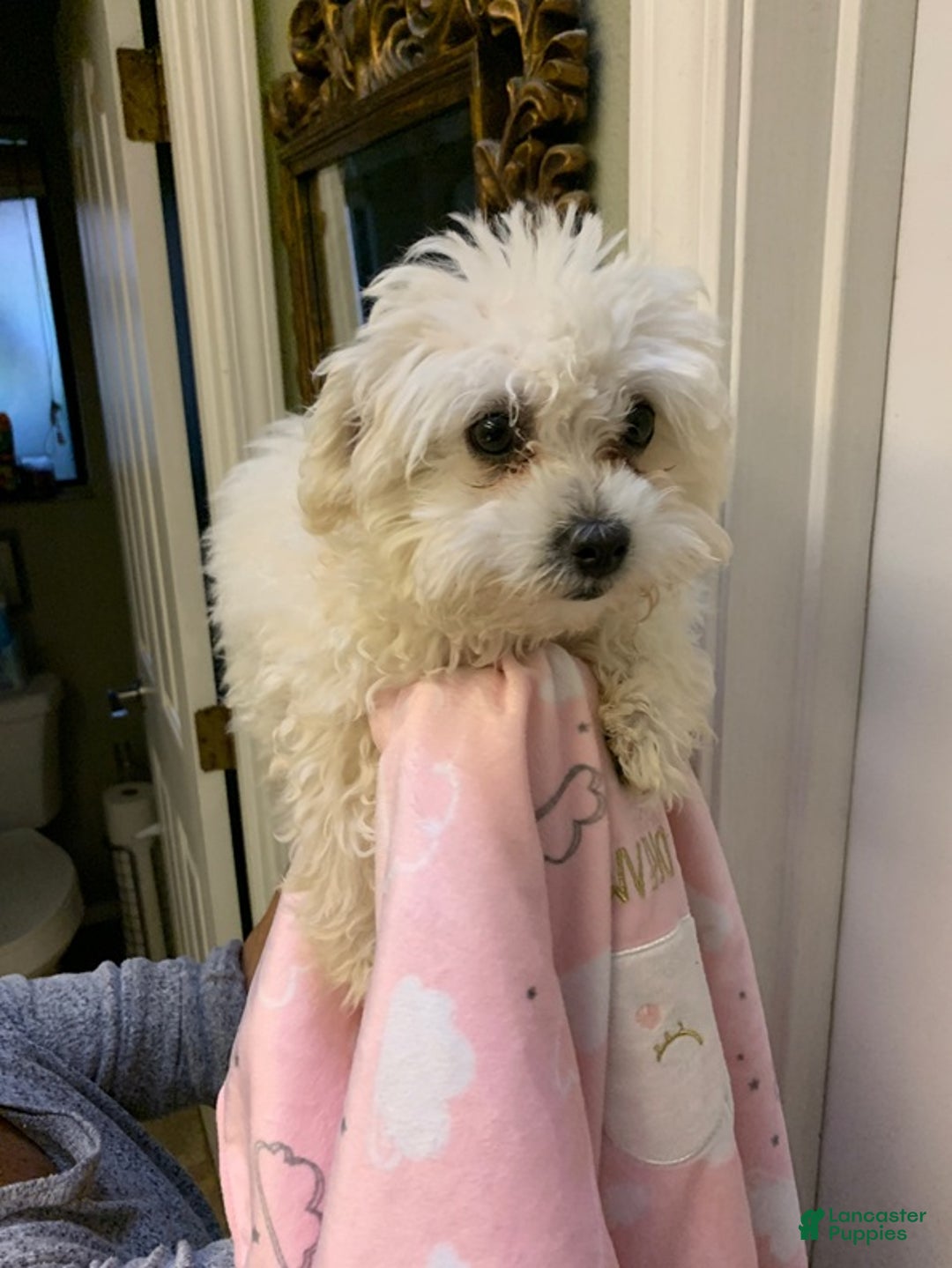 Maltipoo dogs for sale: Bailie - Ad 2