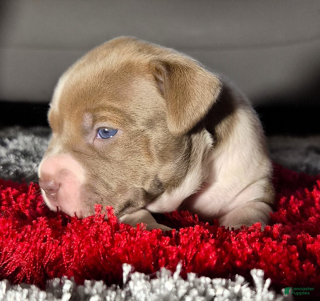 American Bully dogs for sale: "MEG THA STALLION" / LILAC MERLE GENE - Ad 10