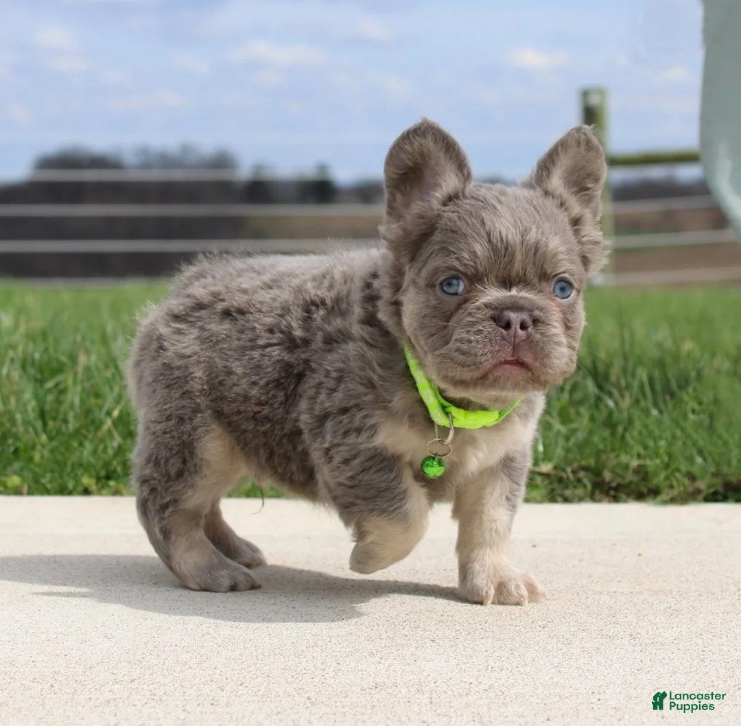 French Bulldog dogs for sale: Hank - Ad 2