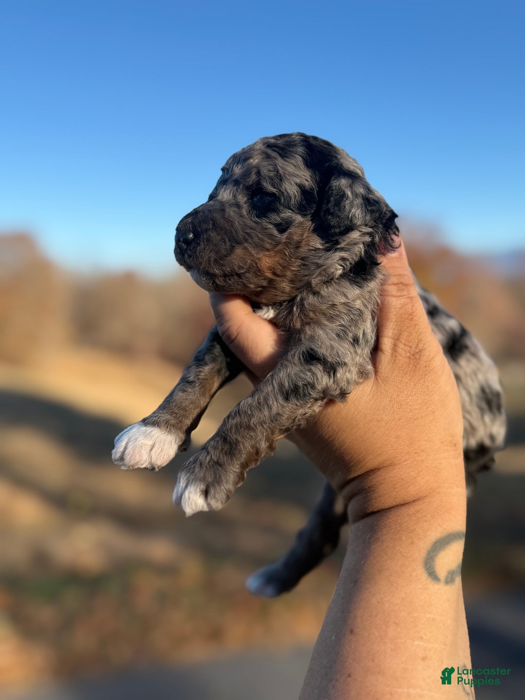 Standard Poodle dogs for sale: Elm - Ad 13