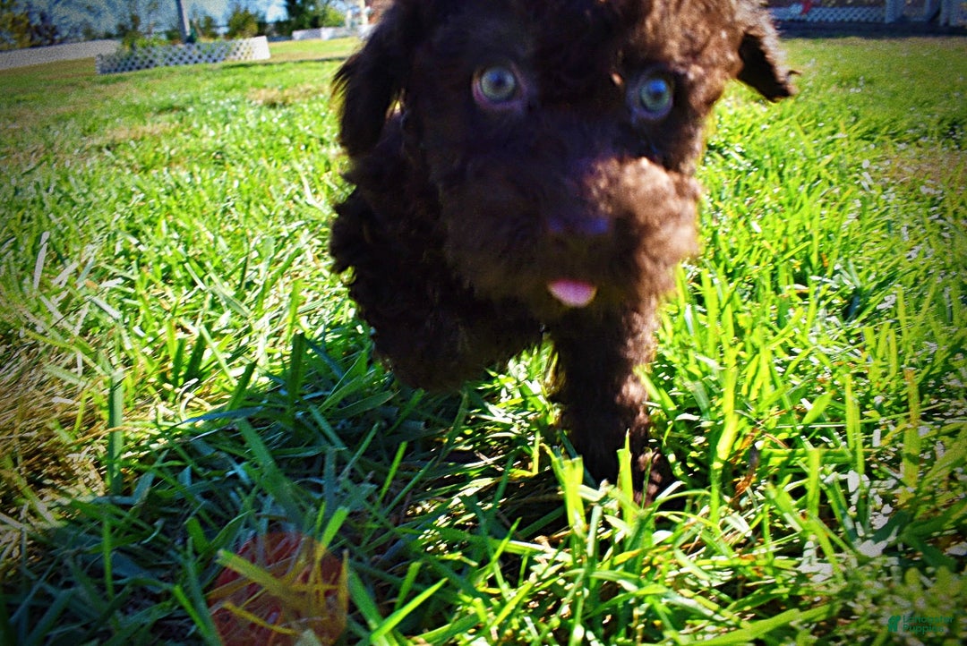 Havapoo dogs for sale: Izzy - Ad 9