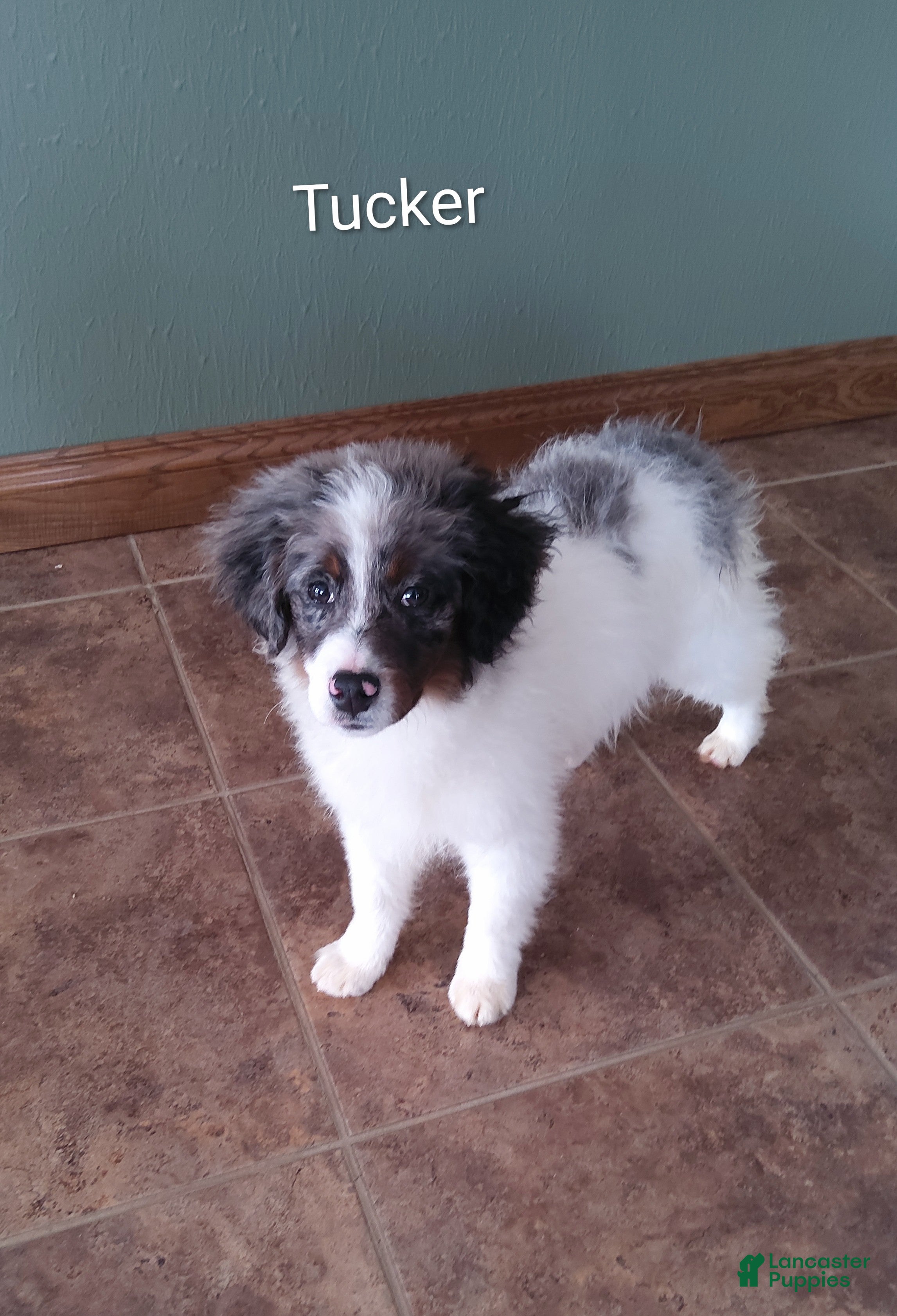 Mini Bernedoodle dogs Mini Bernedoodle Puppy 1 - Ad 36