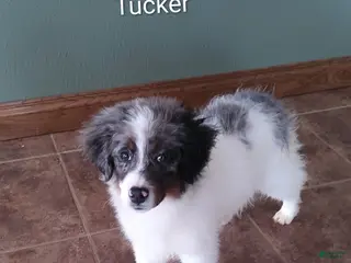 Mini Bernedoodle dogs Mini Bernedoodle Puppy 1 - Ad 36