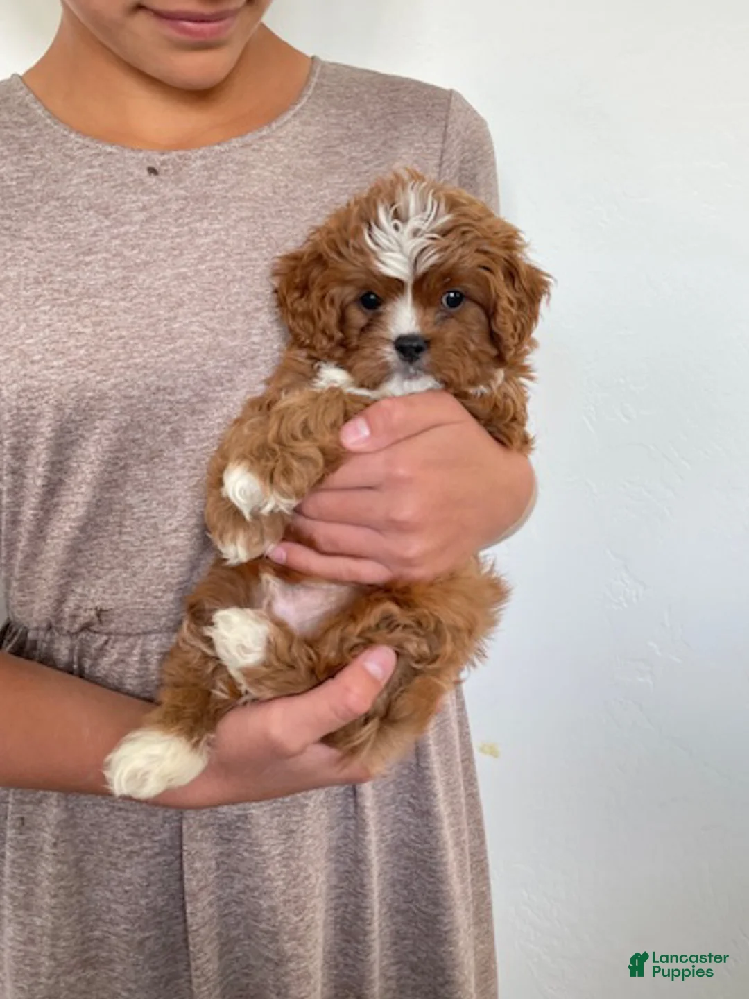 Cavapoo dogs for sale: Theodore - Ad 12