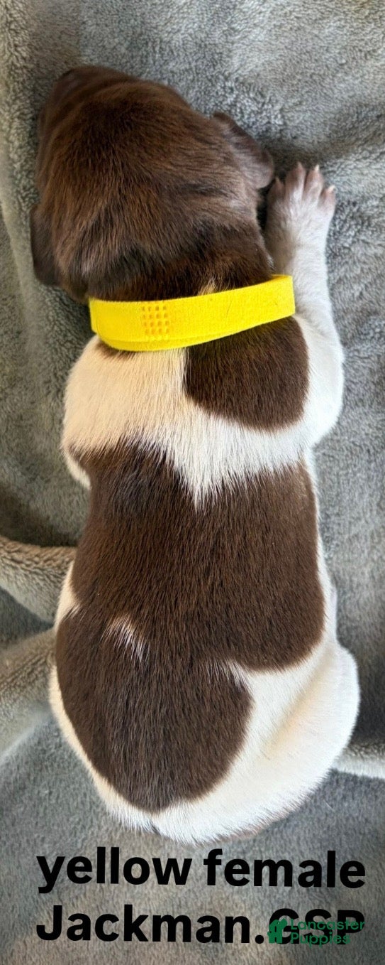 German Shorthaired Pointer dogs Yellow Female - Ad 2