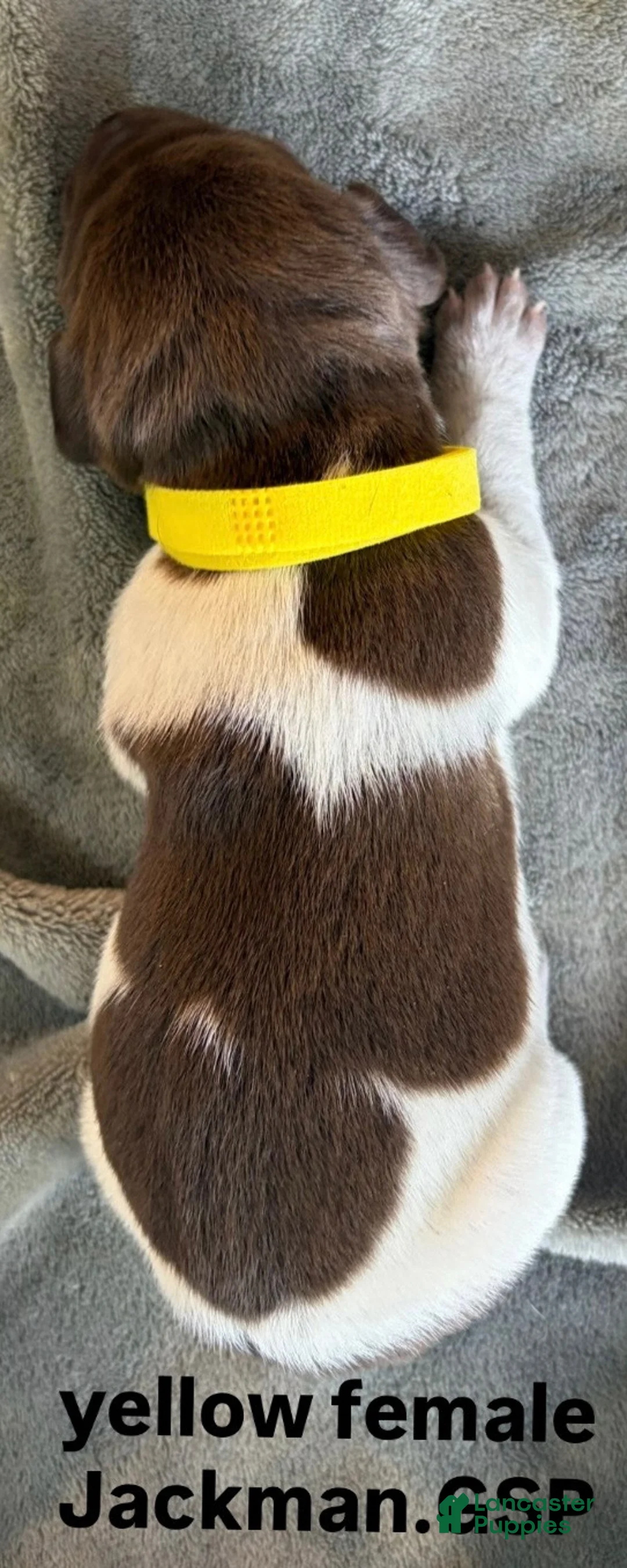 German Shorthaired Pointer dogs for sale: Yellow Female - Ad 2