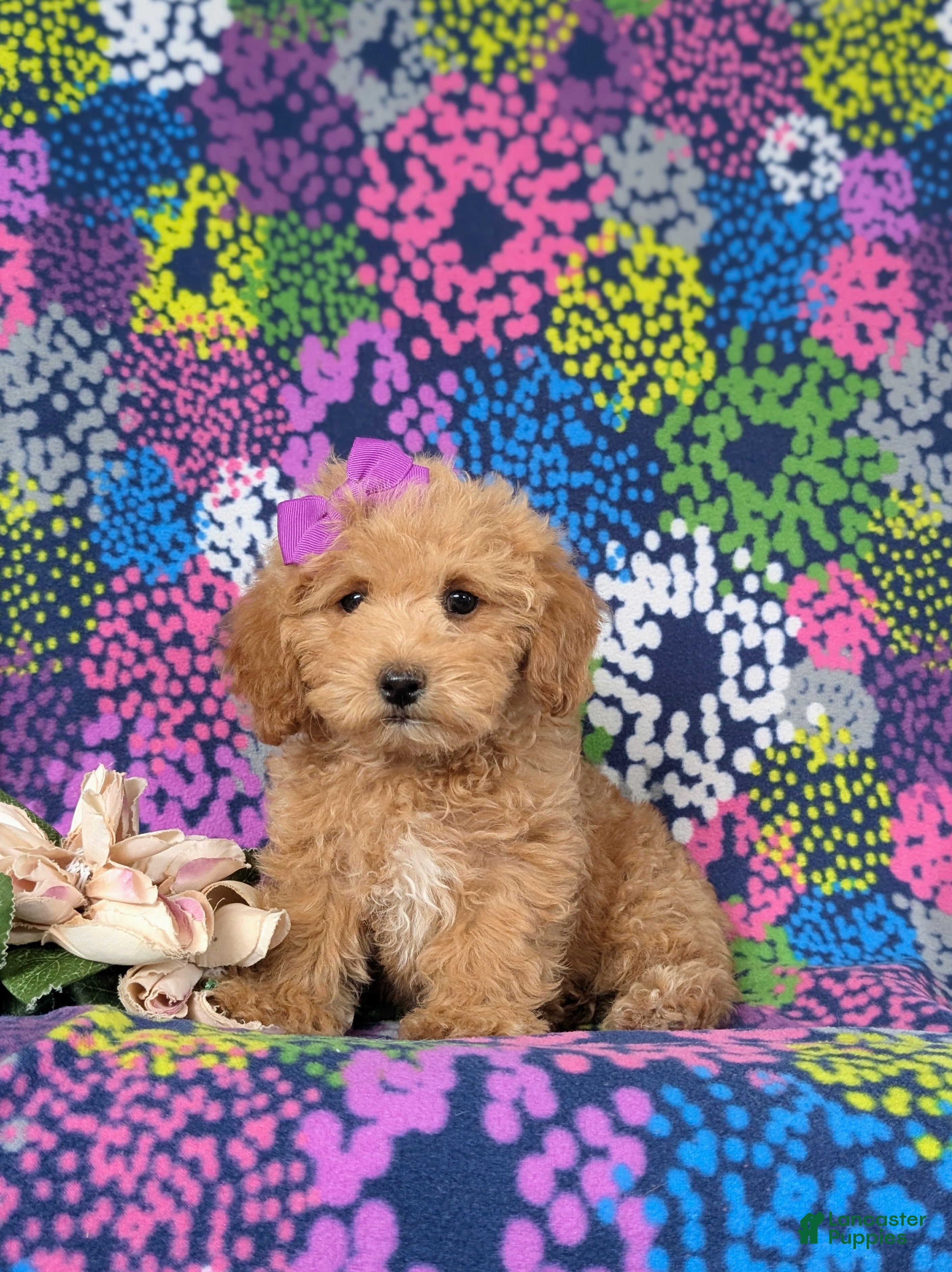 Bichpoo dogs Roxanna 9 lbs Full Grown - Ad 1