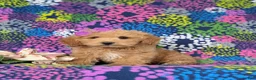 Bichpoo dogs for sale: Roxanna 9 lbs Full Grown - Ad 1