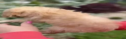 Maltipoo dogs for sale: Valentina - Ad 2