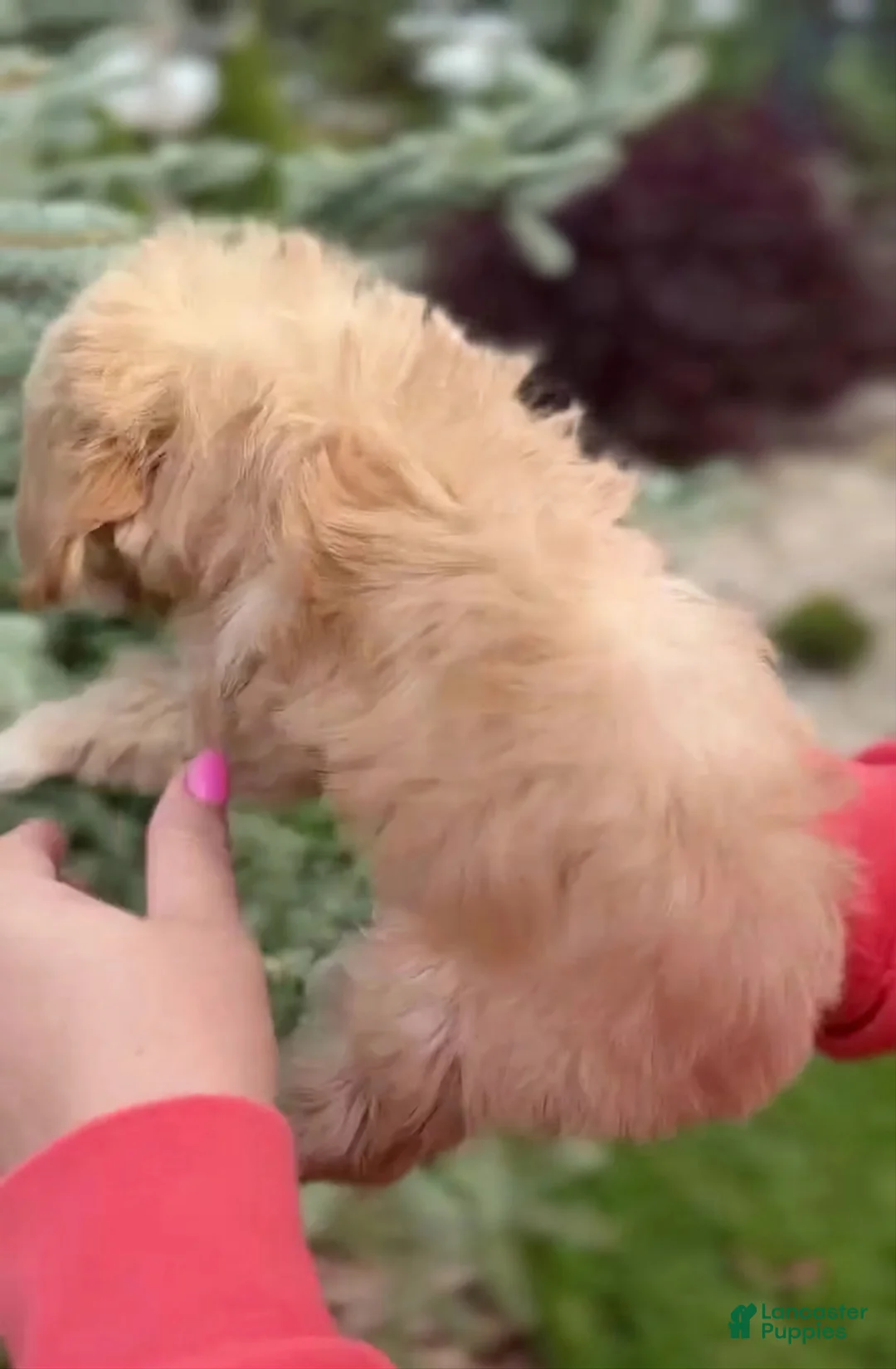 Maltipoo dogs for sale: Valentina - Ad 2