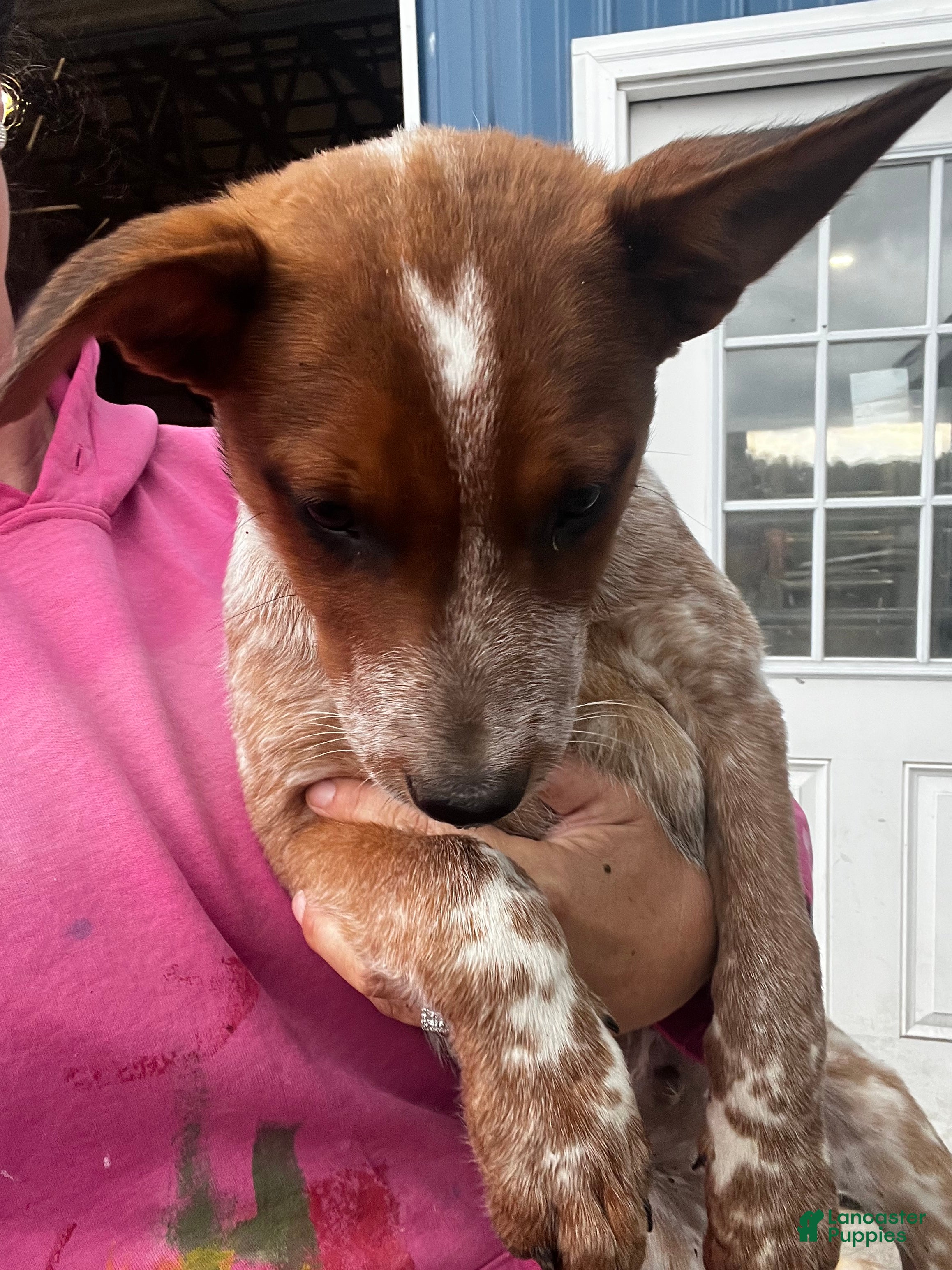 Australian Cattle Dog dogs Rally - Ad 2