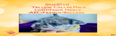 Quentyn “Yellow” Collar, Male