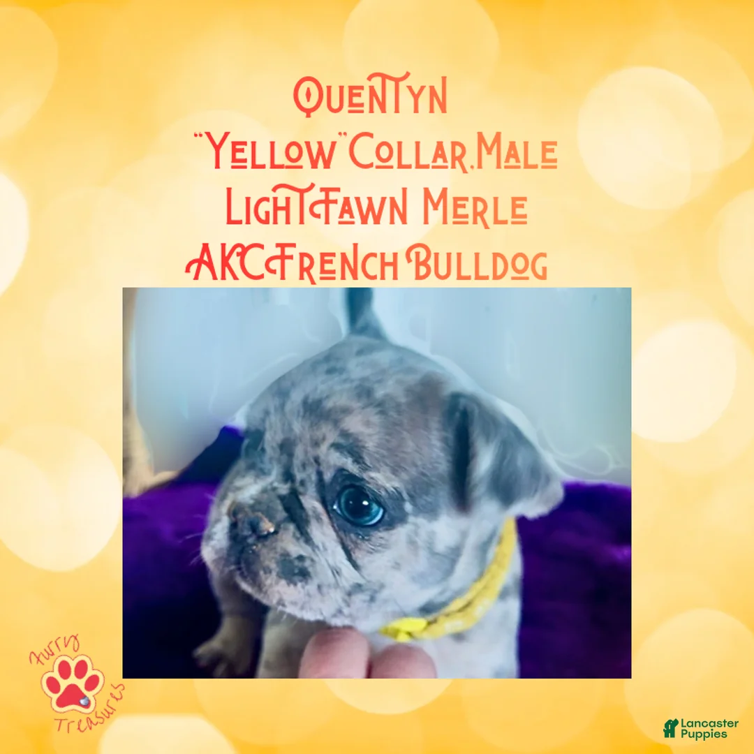 French Bulldog dogs for sale: Quentyn “Yellow” Collar, Male - Ad 1